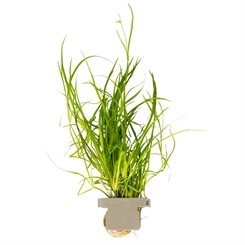 Juncus repens 133F CLP